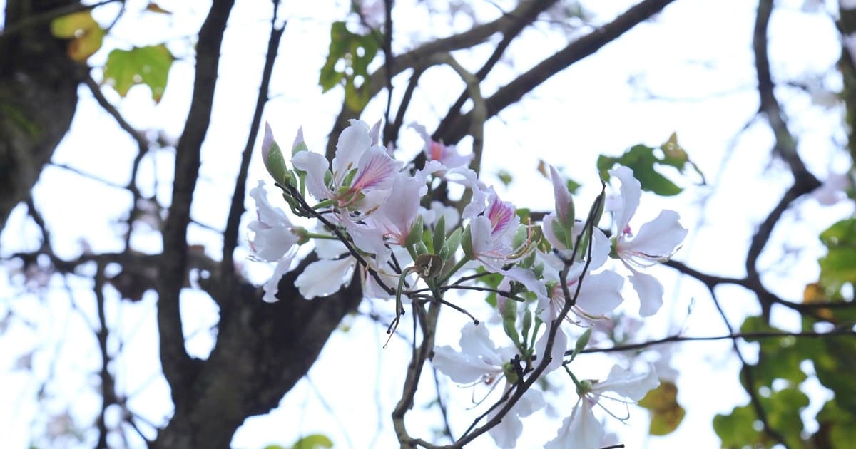 Rừng ban cổ thụ trắng tinh khôi giữa núi rừng Điện Biên