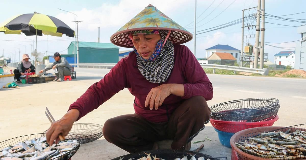 Thích thú trải nghiệm mùa cá trích ở Nghệ An