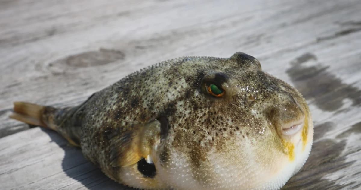 Vì sao người dân vẫn liều ăn cá nóc dù biết độc tố mạnh gấp 275 lần xyanua?