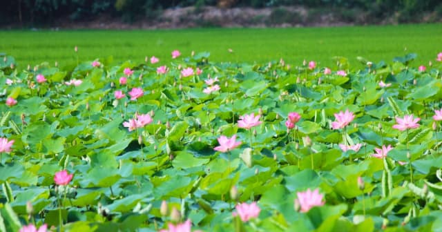 Đồng Tháp đặt mục tiêu đón 8 triệu lượt khách năm 2026