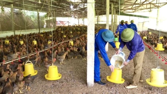 Nâng chất giáo dục nghề nghiệp vùng khó ở Phú Thọ