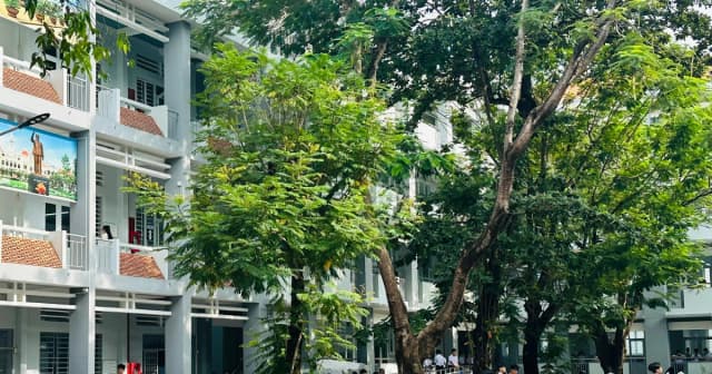 TPHCM tăng cường bảo đảm an toàn hệ thống cây xanh trước mùa mưa bão